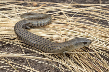 Mainland She-Oak Skink ( Cyclodomorphus michaeli)
