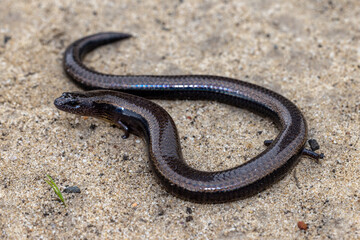 Three-toed Skink (Siophis equalis)