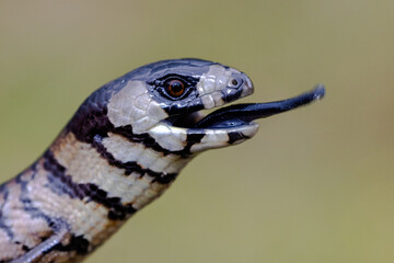 Fototapeta premium Close up of juvenile Mainland She-Oak Skink ( Cyclodomorphus michaeli) flickering it's tongue
