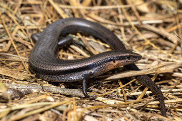 Red-throated skink (Acritoscincus platynotum)