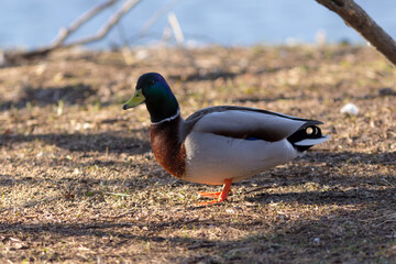 portrait of a duck