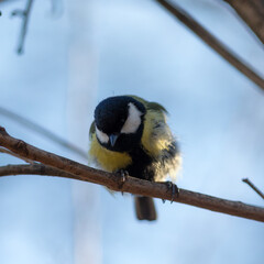 Obraz premium titmouse on a tree branch