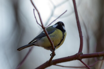 titmouse on a tree branch