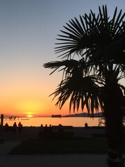 Palm Trees and Sunsets