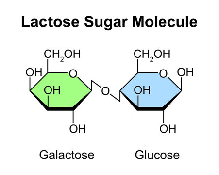 Lactose Sugar Molecule. Glucose And Galactose. Vector Illustration.