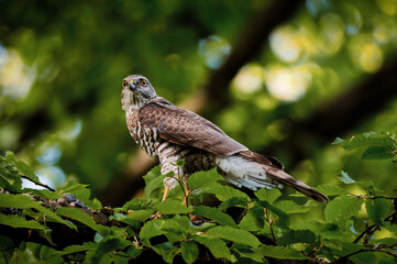 young buzzard on a branch looks into the camera