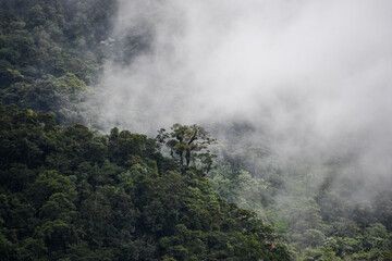 Fototapeta na wymiar Cloud forest, Cusco - Perú