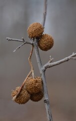Dry flower on a branch