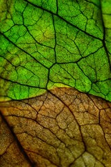 green and brown leaf texture