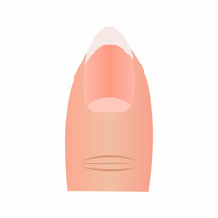 Anatomy of a human finger