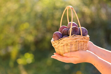 Plums harvest.Ripe Plums in a basket in female hands in a summer garden in the sun.Farm organic bio...