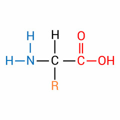 the general structure of an amino acid