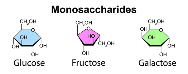 Chemical Illustration Of Monosaccharides. Glucose, Fructose And Galactose. Vector Illustration.