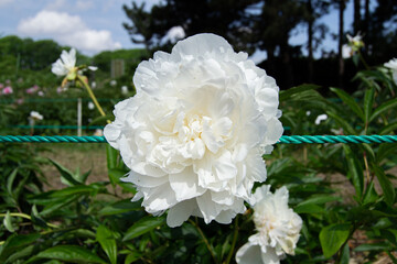Beautiful white  tender peony flower close up