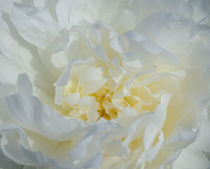 Beautiful white  tender peony flower close up
