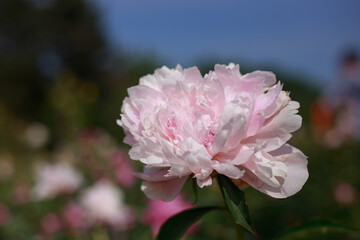 Beautiful  tender peony flowers 