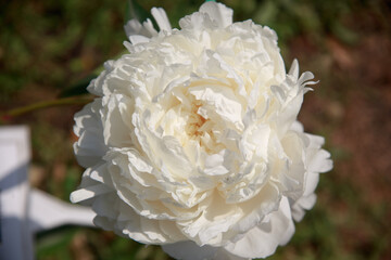 Beautiful white  tender peony flower close up