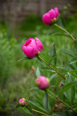 Beautiful pink tender peony flowers 