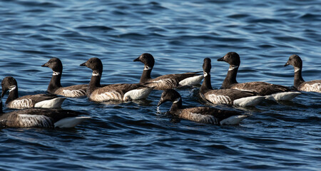 Fototapeta premium Flock of Black Brant Swimming in Puget Sound