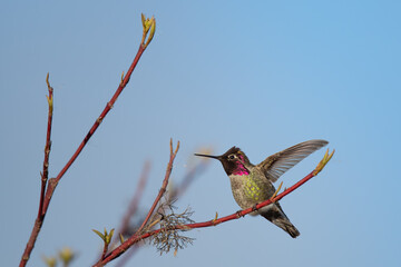 Iridescent Male Anna's Hummingbird Stretches in Morning Sun