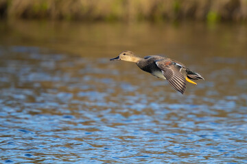 Handsome Drake Gadwall in Flight in Morning Sunlight
