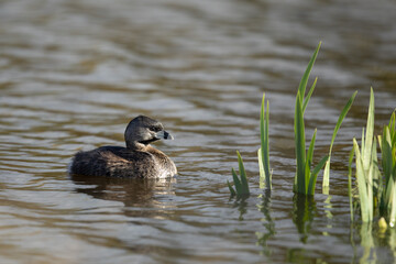 Pied-Billed Grebe Prepare to Rest in Reeds