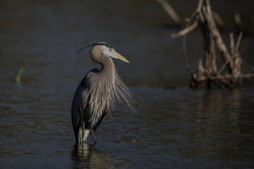 Great Blue Heron in Elegant Light