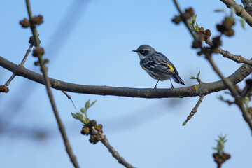 Yellow Rumped Myrtle Warbler in Tree