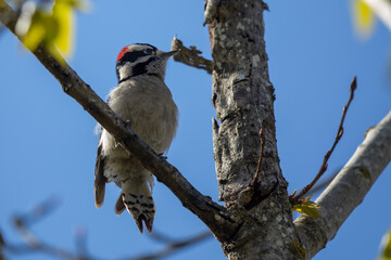 Male Downy Woodpecker Rests Between Pecks