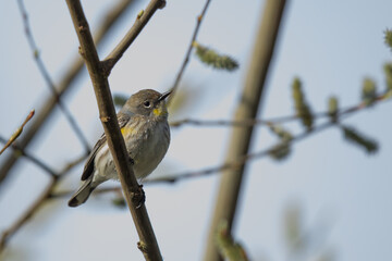Female Yellow-Rumped Warbler in Tree