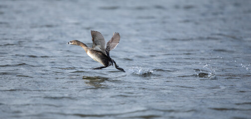 Pied-Billed Grebe on Take-Off Run
