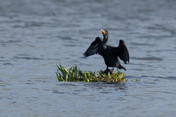 Double-Crested Cormorant Drying His Wings