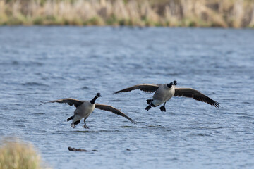 Pair of Canada Geese Landing Together on a Lake