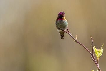 Iridescent Male Anna's Hummingbird Sitting in Morning Sun