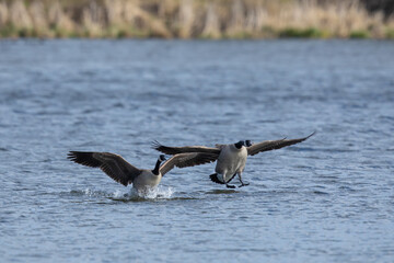 Pair of Canada Geese Landing Together on a Lake