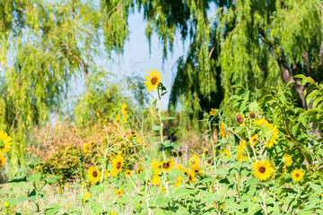 Organic sunflowers grown in a typical garden of the Argentine countryside. Landscape design.