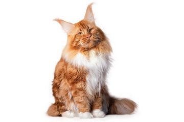 A big red and white maine coon kitten sitting in studio on white background, isolated.