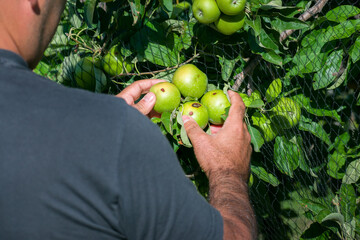 Organic apple grower controls the damage to his crop after a hail storm. Economic losses due to...