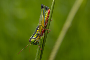 grasshopper in the city of Lagoa Santa, State of Minas Gerais, Brazil