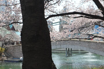 벚나무와 호수의 다리