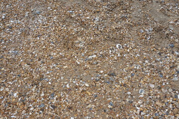 Fototapeta na wymiar Background of Sand, Shells, and Brokern Shells