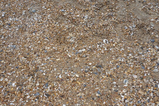 Background of Sand, Shells, and Brokern Shells