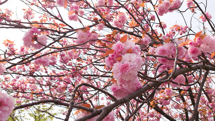 八重桜(牡丹桜)