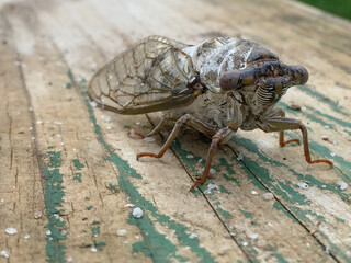 Cicada