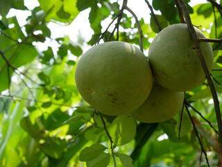 grapefruit hanging on tree in the garden.
