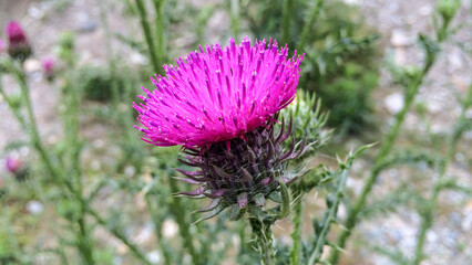 Milk thistle flower closeup image with spider net on bottom purple flowers close background