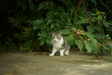 福岡・新宮漁港に住む猫
