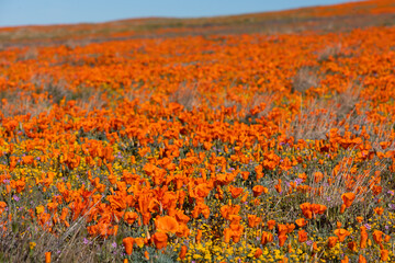 Fototapeta na wymiar Brilliant California poppy superbloom in early spring