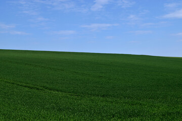 Fototapeta na wymiar Green field and blue sky wallpaper 