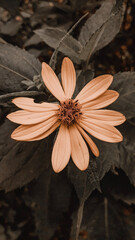 flower on wood
